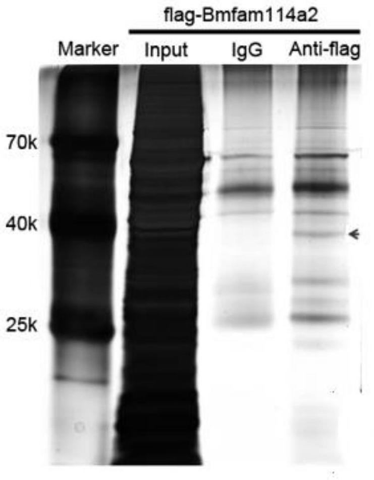 Application of cell cycle regulatory gene fam114a2