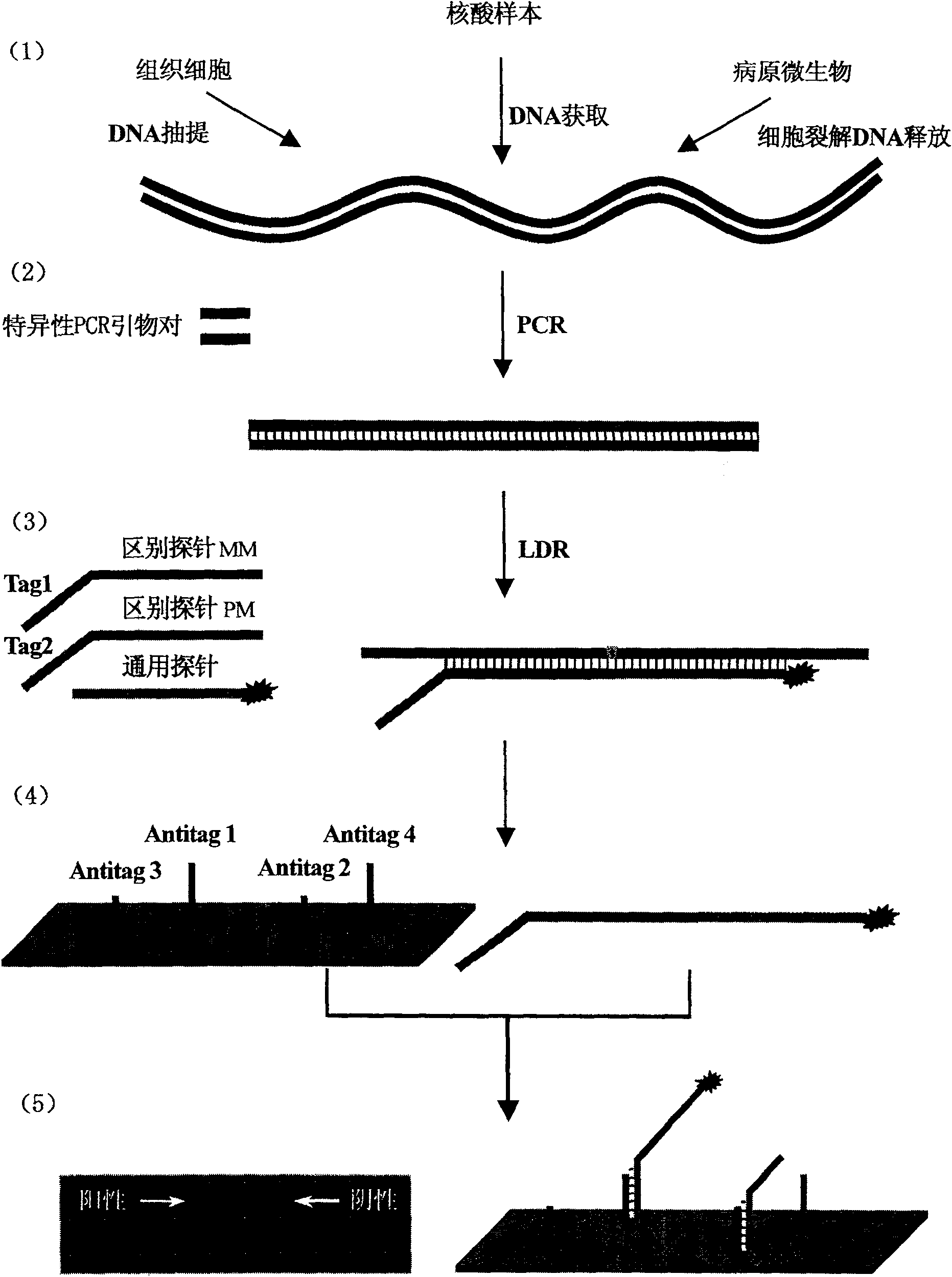 Method for detecting mononucleotide polymorphism with biochip