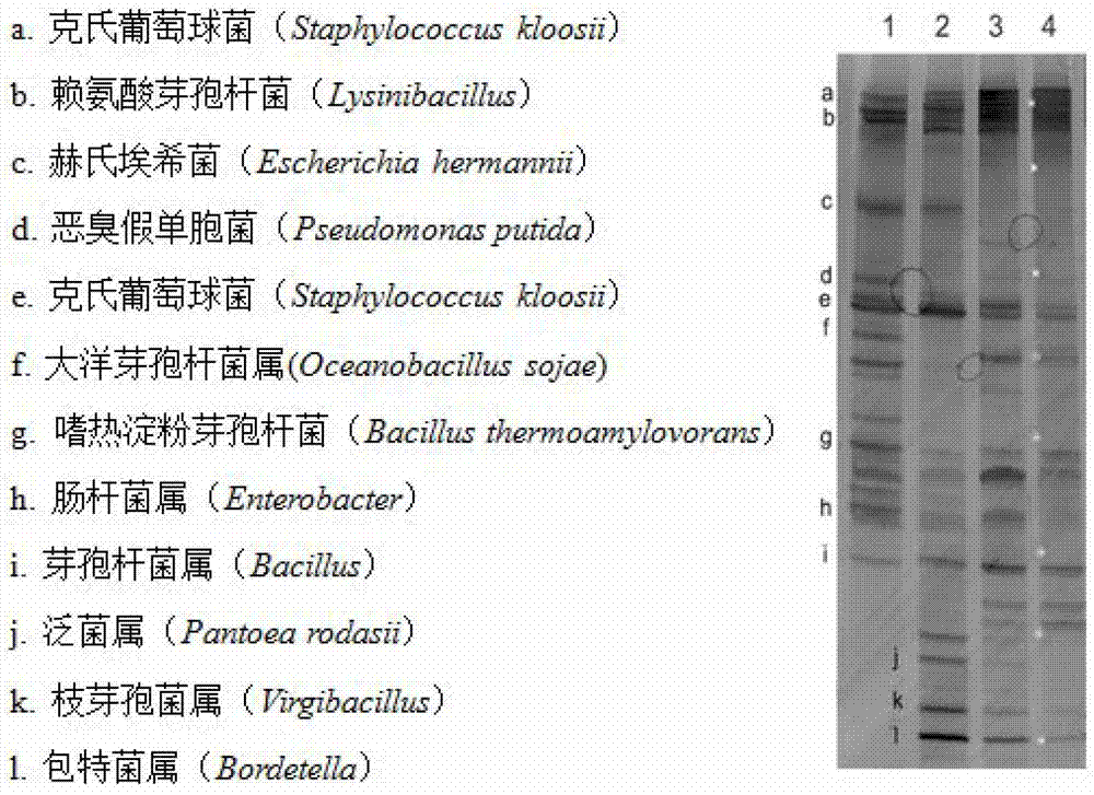 Method for detecting microbial community structure of pu'er tea