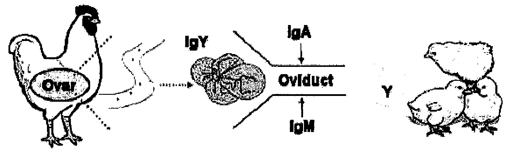 Growth inhibitory composition against pathogenic bacteria of meat based food stuff comprising igy