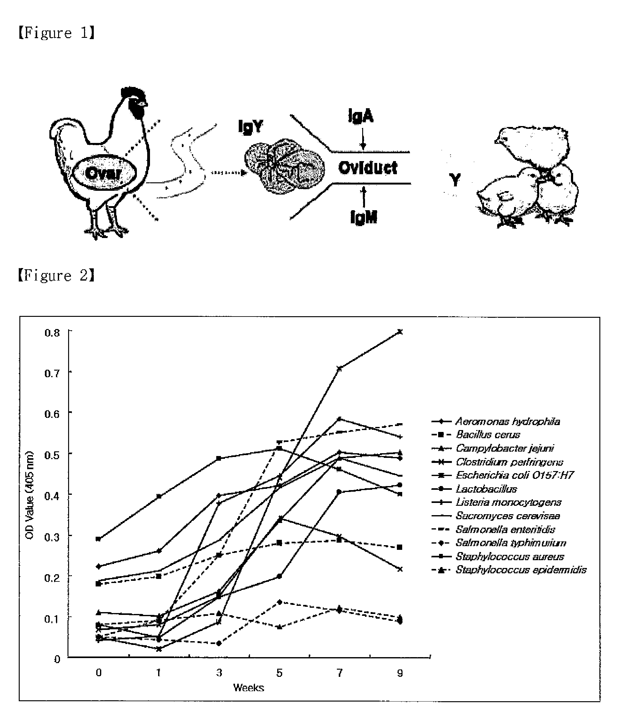 Growth inhibitory composition against pathogenic bacteria of meat based food stuff comprising igy
