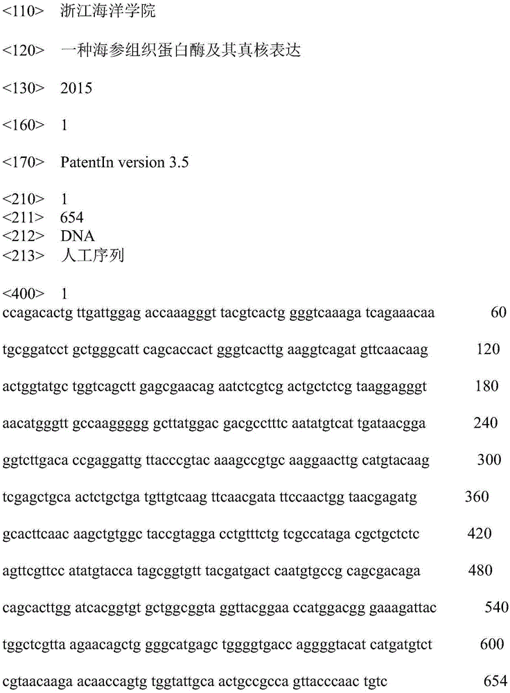 Eukaryotic expression method of sea cucumber cathepsin