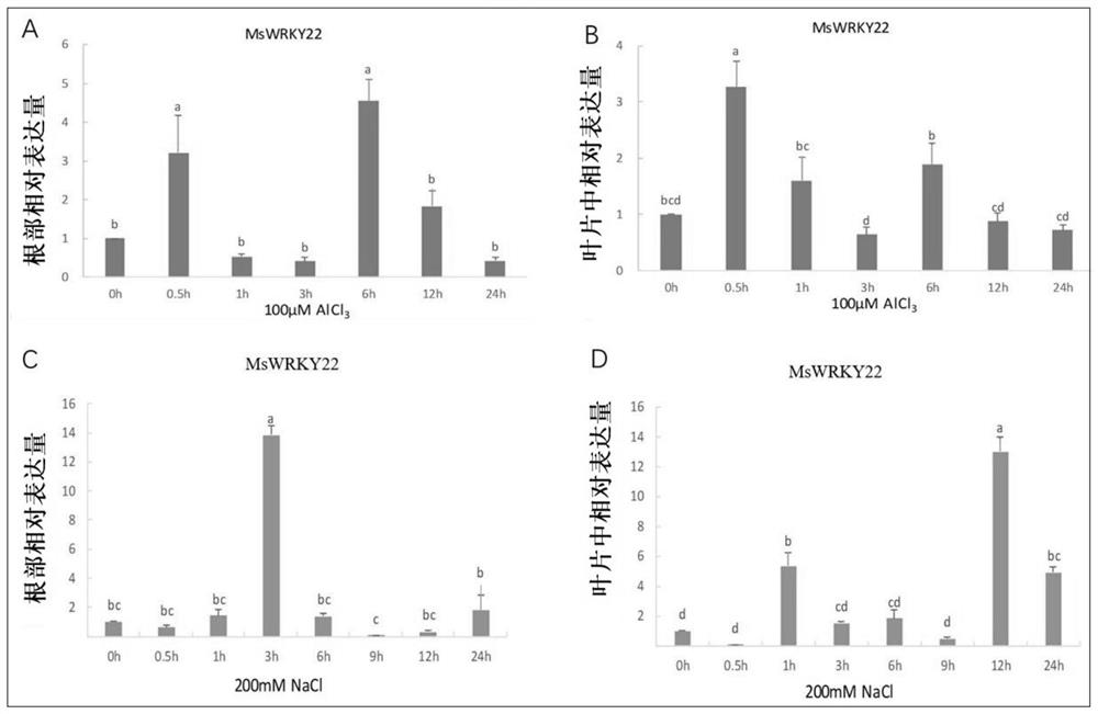 Medicago sativa L. WRKY transcription factor and application thereof in aluminum toxicity resistance and salt stress resistance