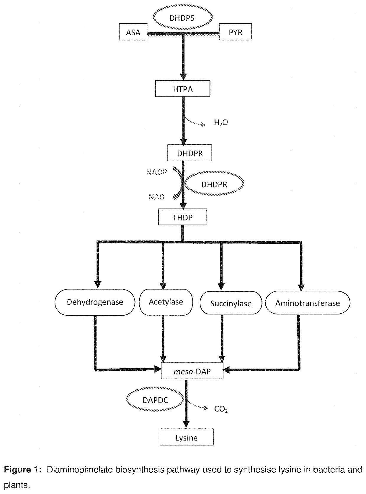 Heterocyclic inhibitors of lysine biosynthesis via the diaminopimelate pathway