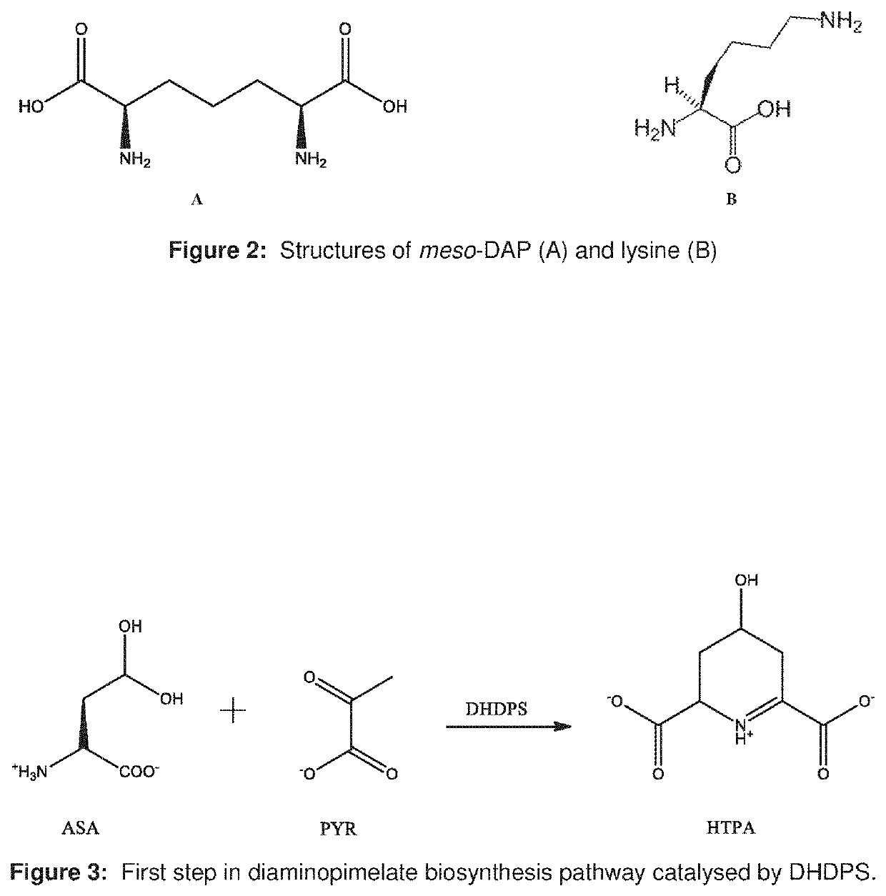 Heterocyclic inhibitors of lysine biosynthesis via the diaminopimelate pathway