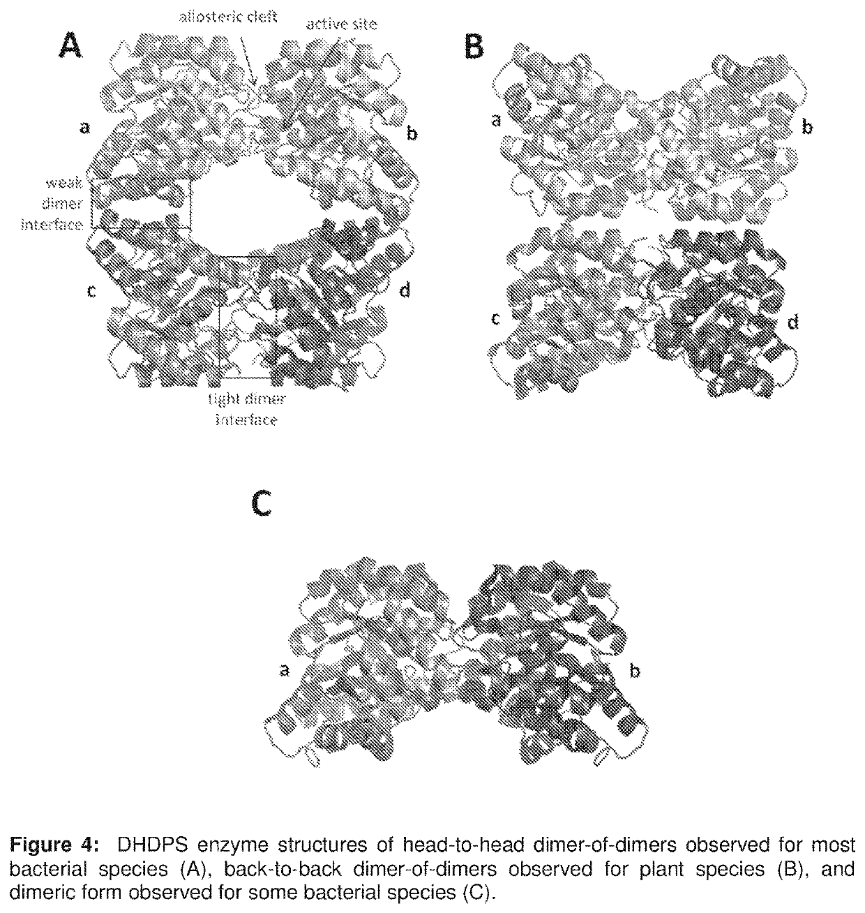 Heterocyclic inhibitors of lysine biosynthesis via the diaminopimelate pathway