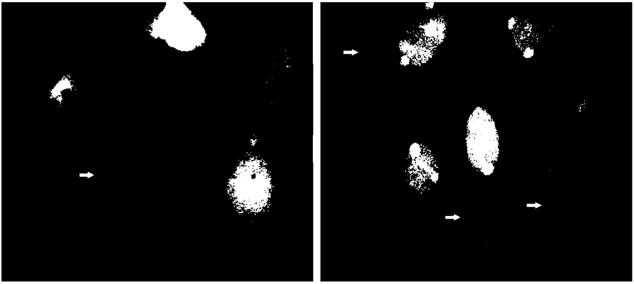 Broad-spectrum bacteriophage preparation for aquaculture and preparation method thereof