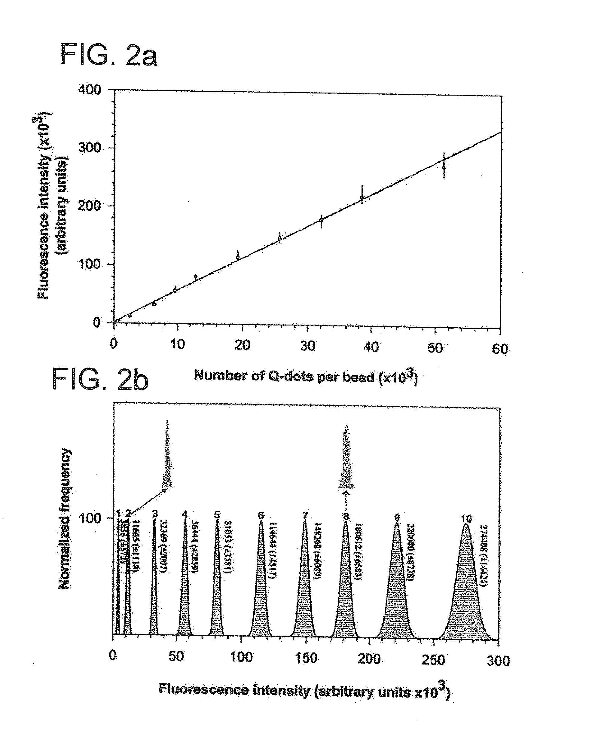 Methods of Preparing Multicolor Quantum Dot Tagged Beads and Conjugates Thereof