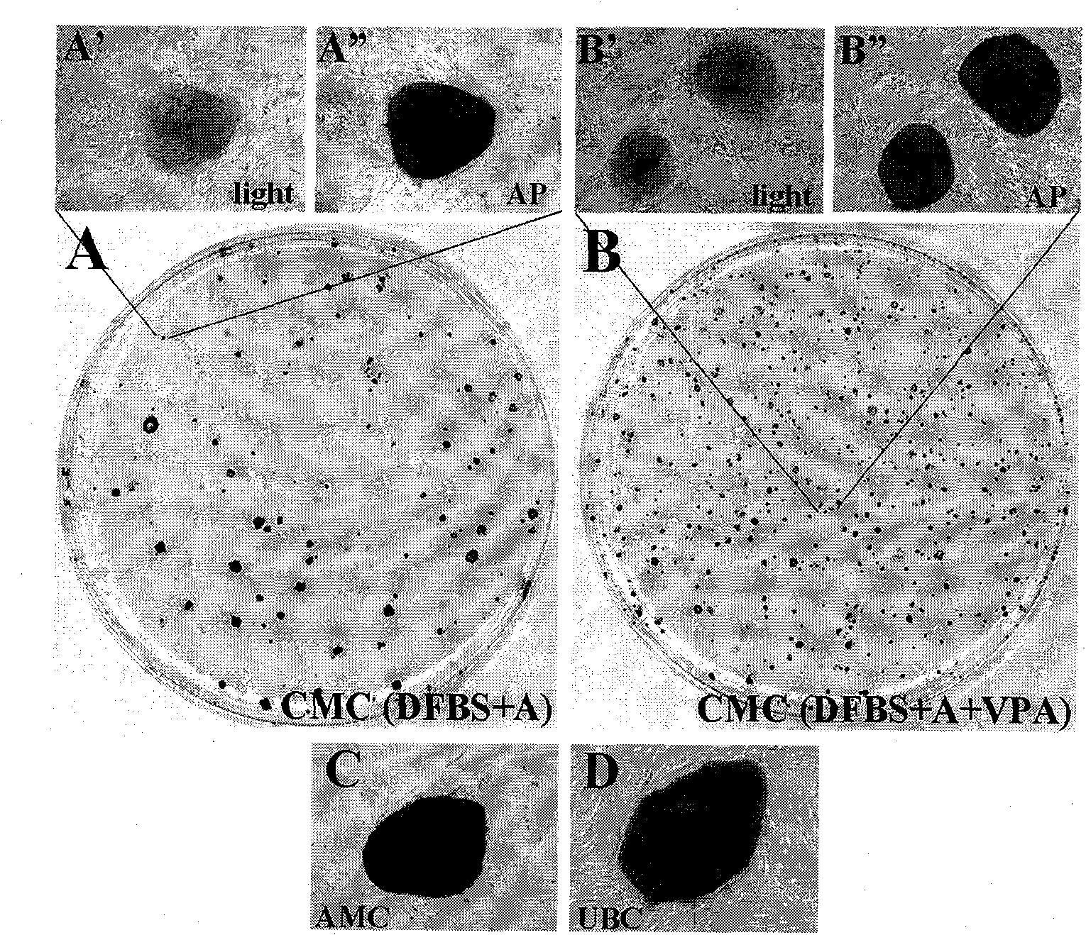 Cell type used for producing induced pluripotent stem (iPS) cells and preparation method and application thereof
