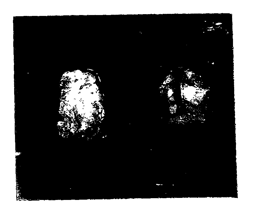 Method for microproduction of tea plants from leaf explants