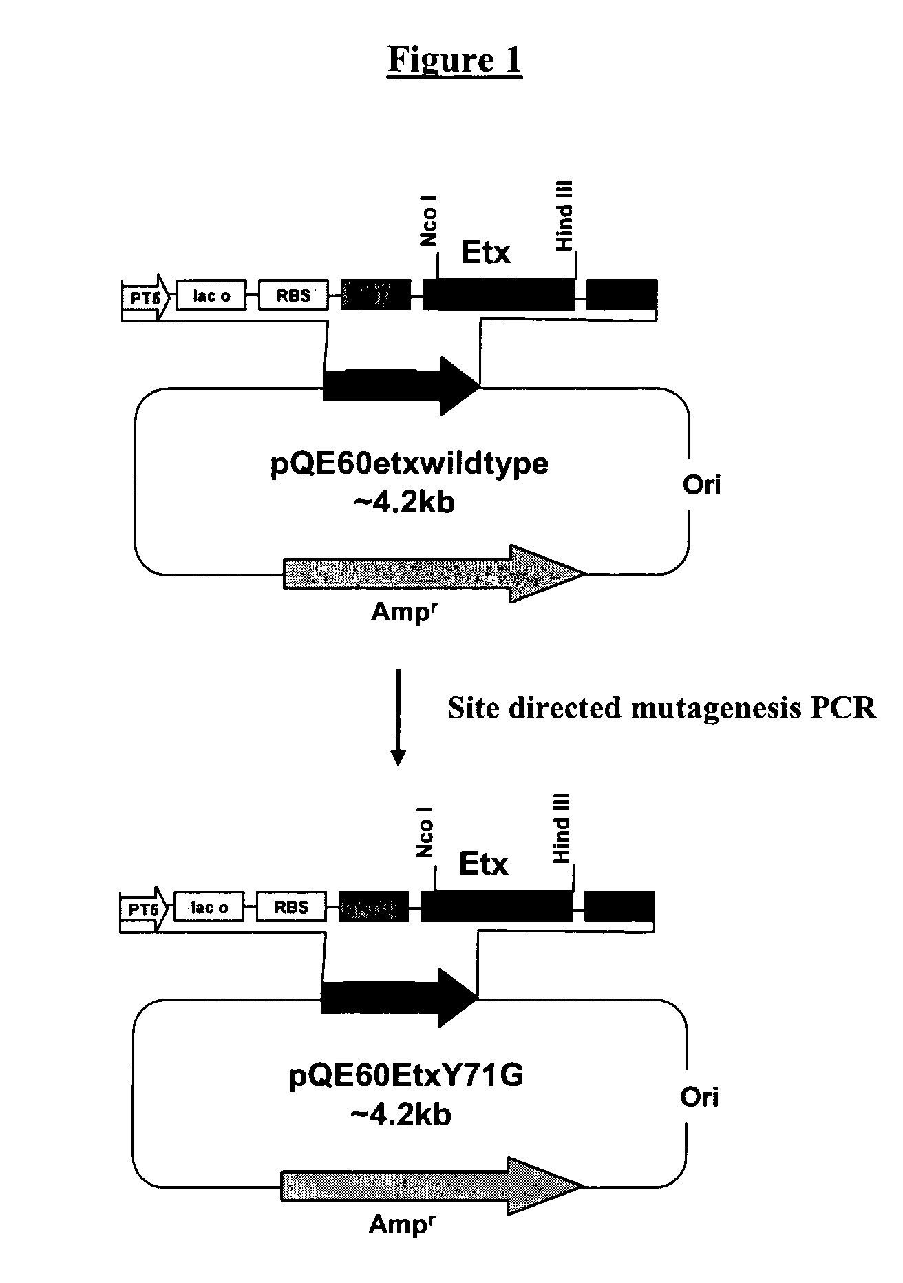 Recombinant vaccine against clostridium perfringens infection and epsilon toxin intoxication