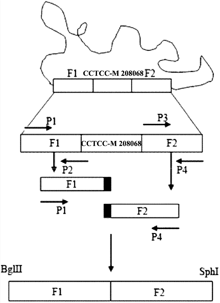 Edwardsiella tarda mutant strain and its application