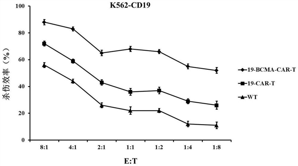 CD19 and BCMA dual target chimeric antigen receptors and applications