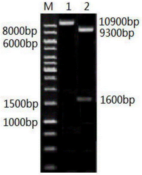 Laccase from Klebsiella pneumoniae, as well as recombinant strain and preparation method thereof