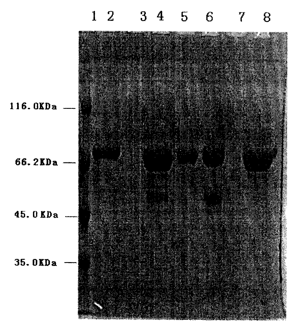 Fusion protein of Exendin-4 and mutational human serum albumin, and preparation method of fusion protein