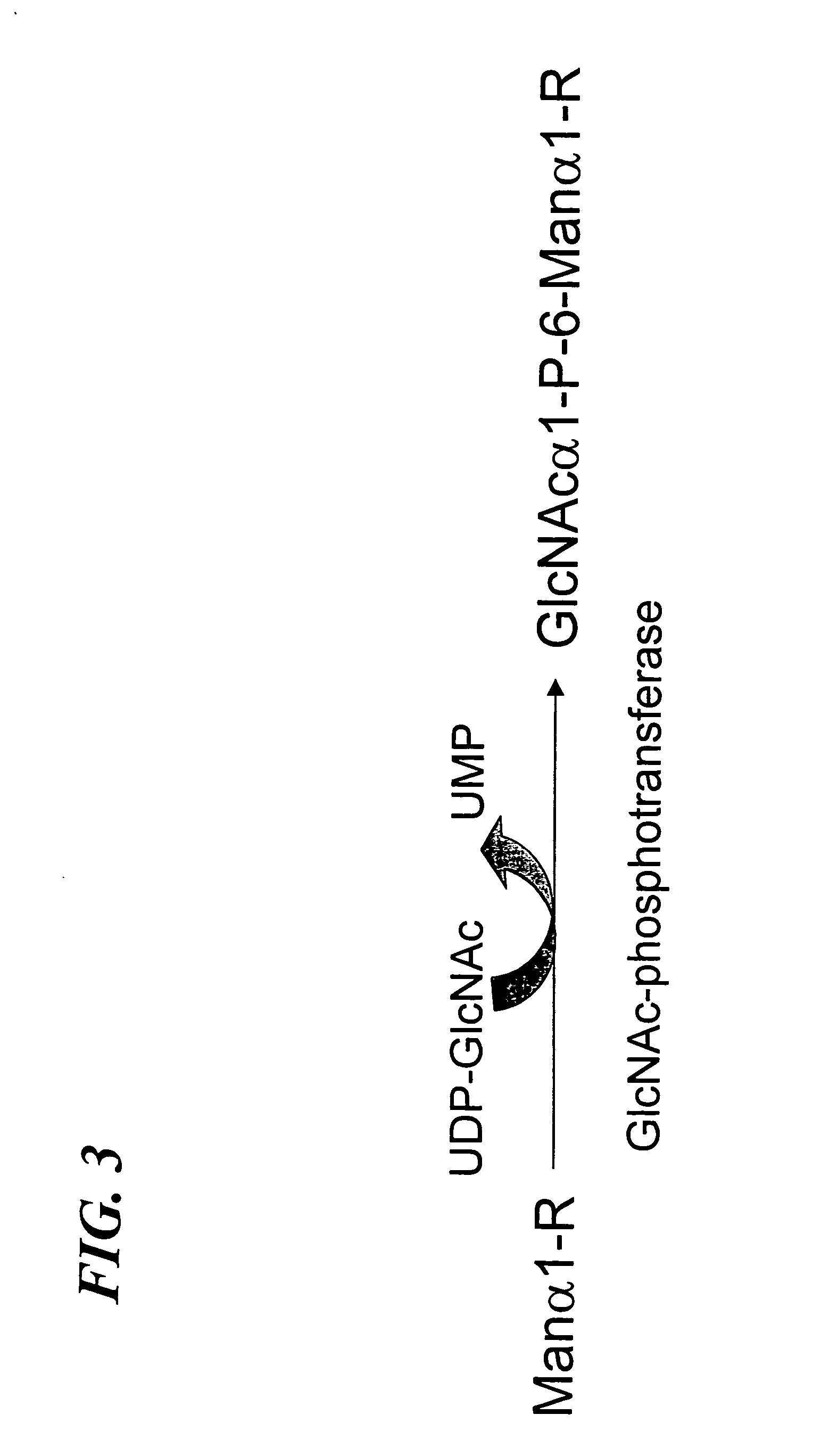 Soluble GlcNAc phosphotransferase
