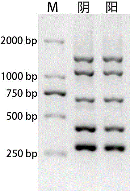 Reagent kit capable of simultaneously detecting monocytosis Listeria monocytogenes, bacillus cereus, cronobactersakazakii and staphylococcus aureus