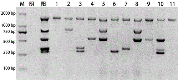 Reagent kit capable of simultaneously detecting monocytosis Listeria monocytogenes, bacillus cereus, cronobactersakazakii and staphylococcus aureus