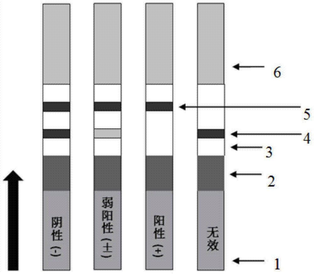 A nucleic acid aptamer based on estradiol in saliva and a gold standard test strip for detection