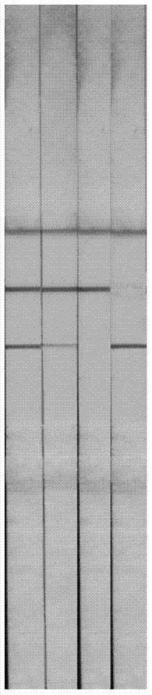 A nucleic acid aptamer based on estradiol in saliva and a gold standard test strip for detection