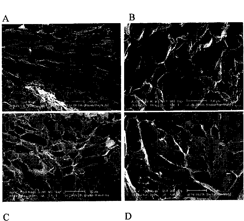 Preparation for treating and restoring infective wound surface and preparation method thereof