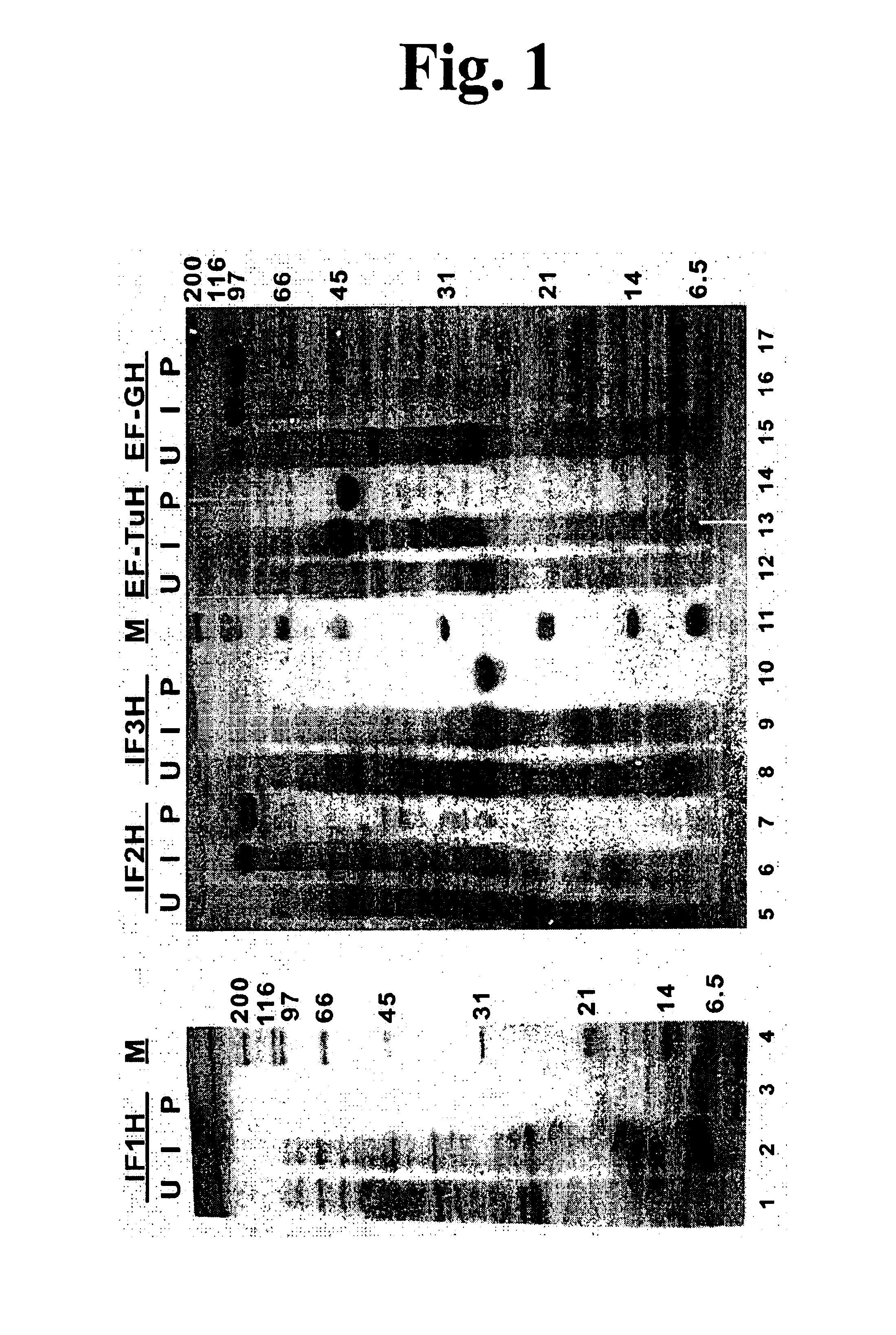 Process and compositions for peptide, protein and peptidomimetic synthesis