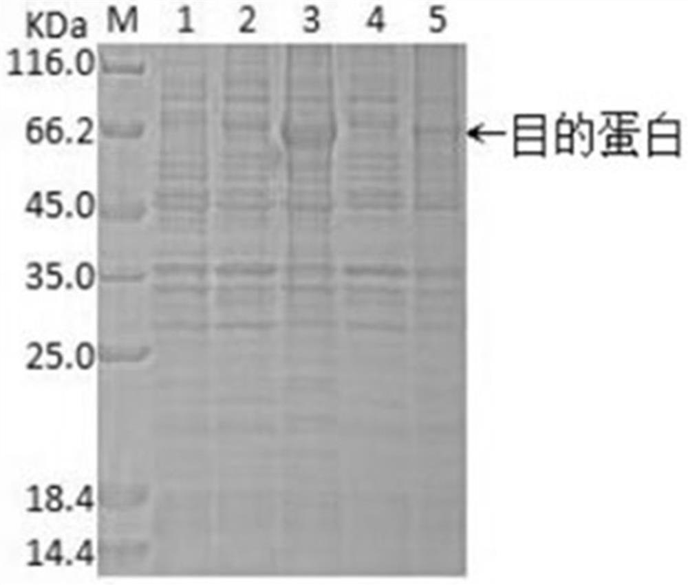 A double-plasmid co-expression strain of mutant cpd photorepair enzyme and 6-4 photorepair enzyme and its application