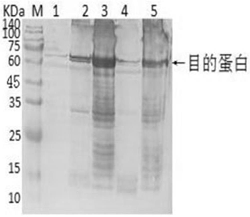 A double-plasmid co-expression strain of mutant cpd photorepair enzyme and 6-4 photorepair enzyme and its application