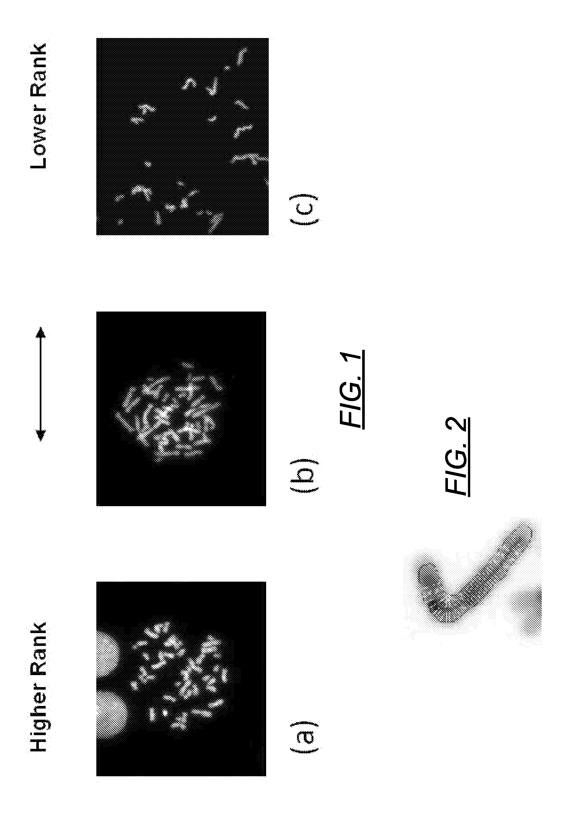 Centromere detector and method for determining radiation exposure from chromosome abnormalities