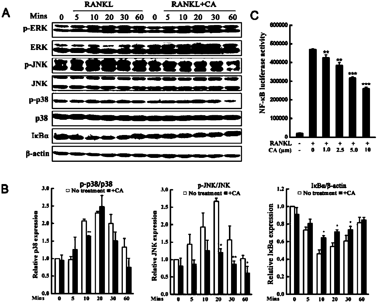 Application of carnosic acid in preparation of drugs for treating rheumatoid arthritis