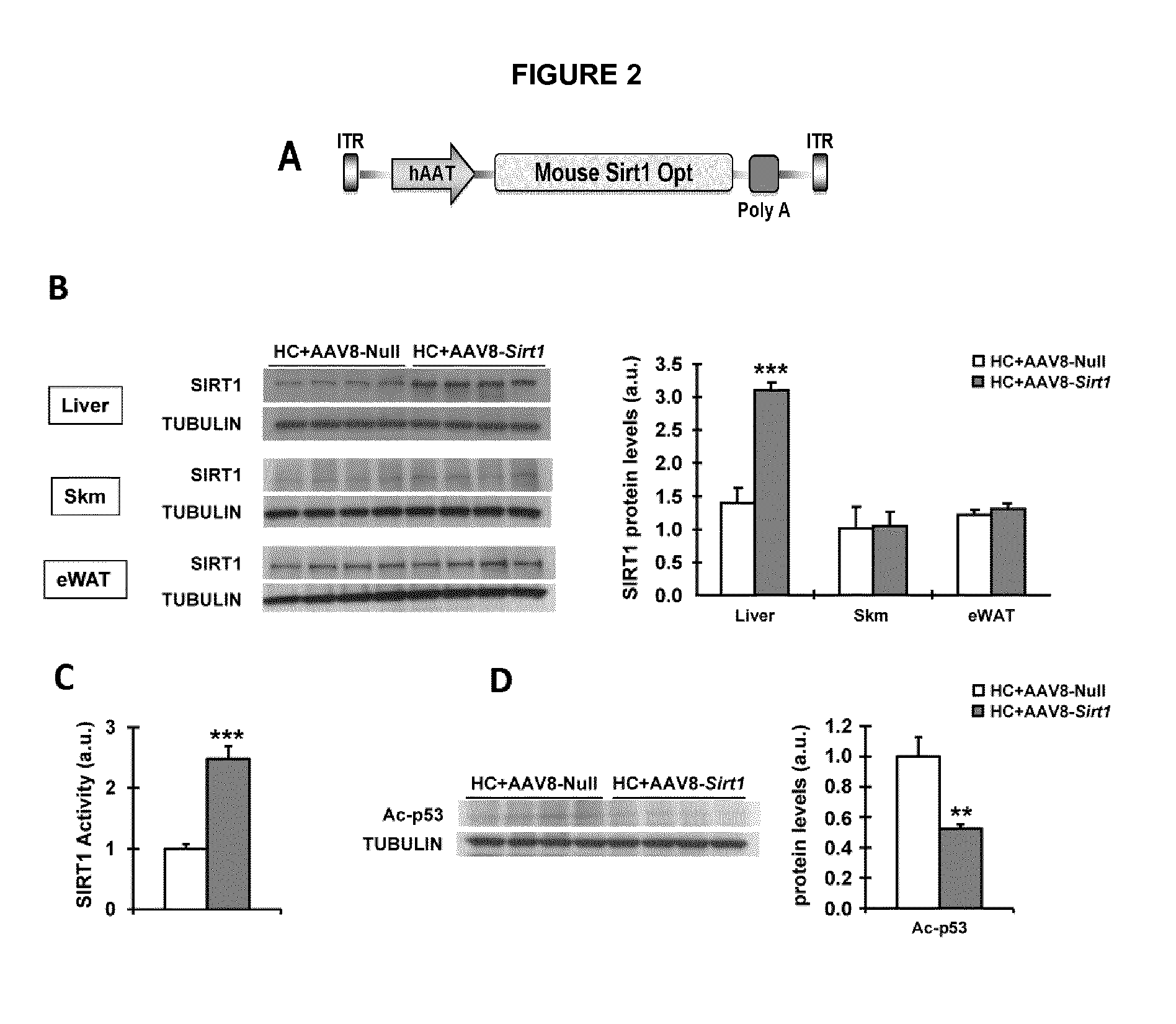 Gene therapy compositions for use in the prevention and/or treatment of non-alcoholic fatty liver disease