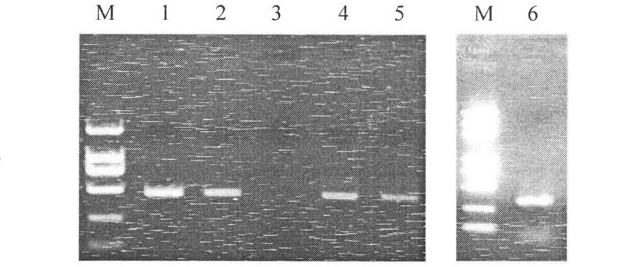 Preparation method and application of gene chip for determination and drug resistance detection of influenza A virus