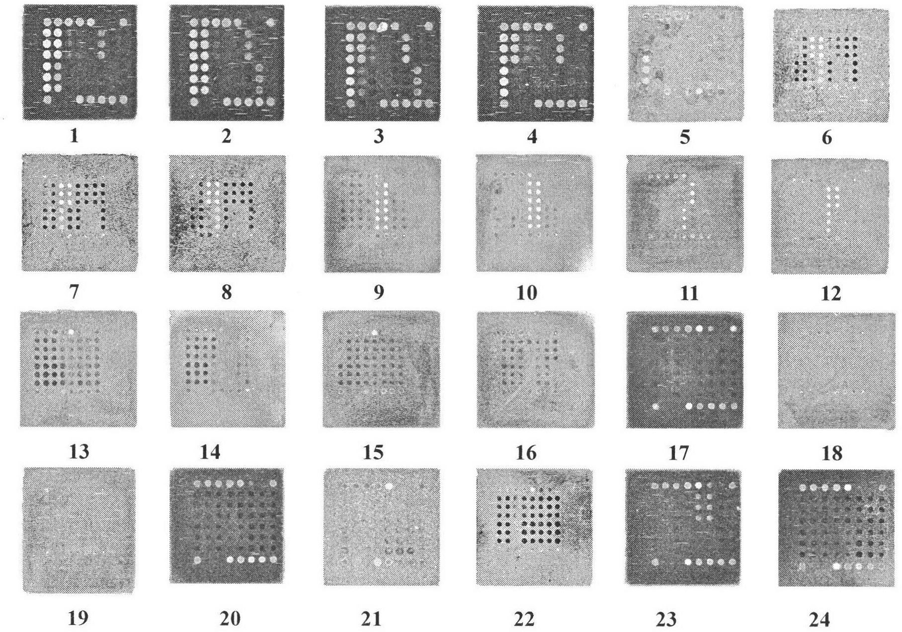 Preparation method and application of gene chip for determination and drug resistance detection of influenza A virus
