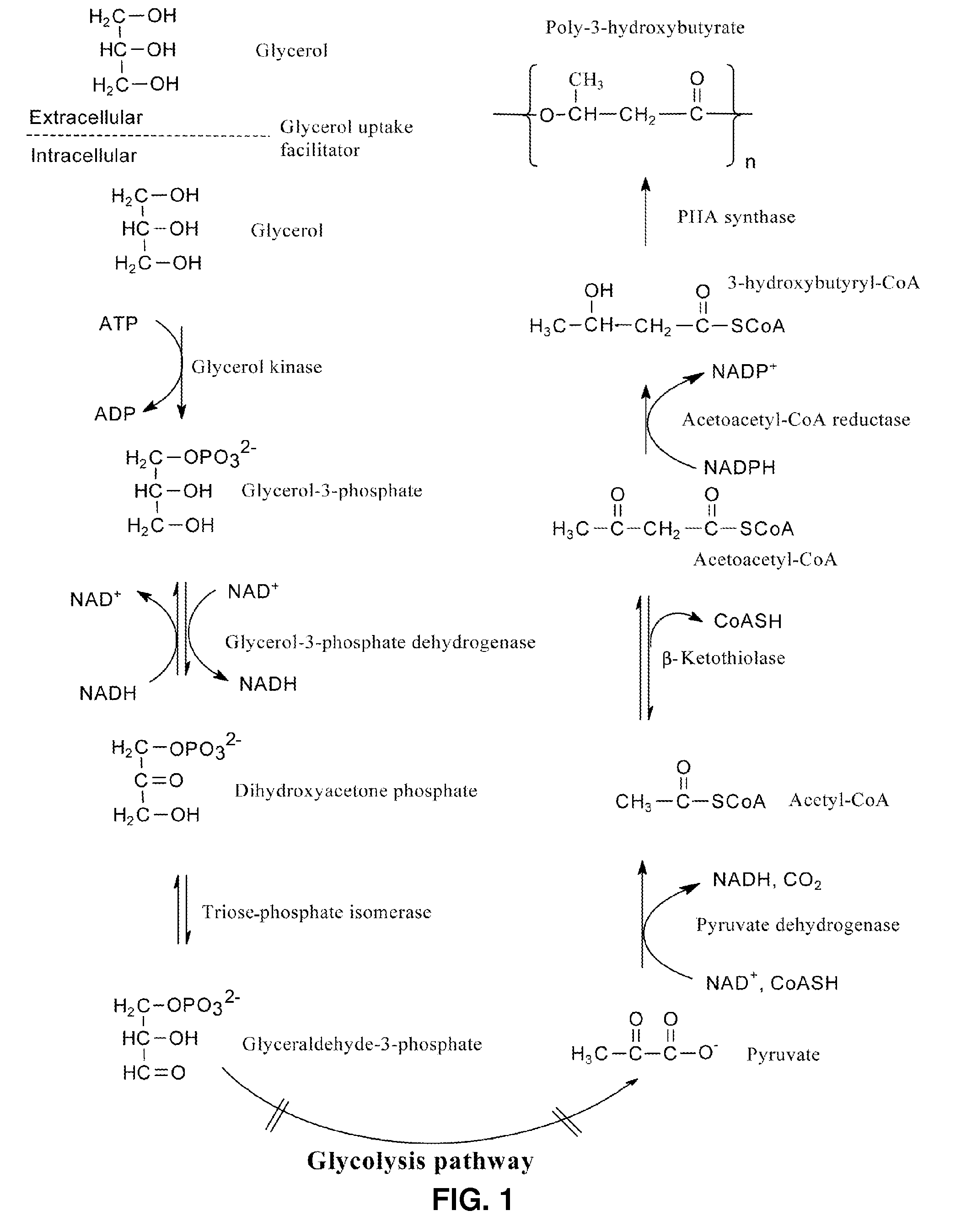 Methods for producing polyhydroxyalkanoates from biodiesel-glycerol