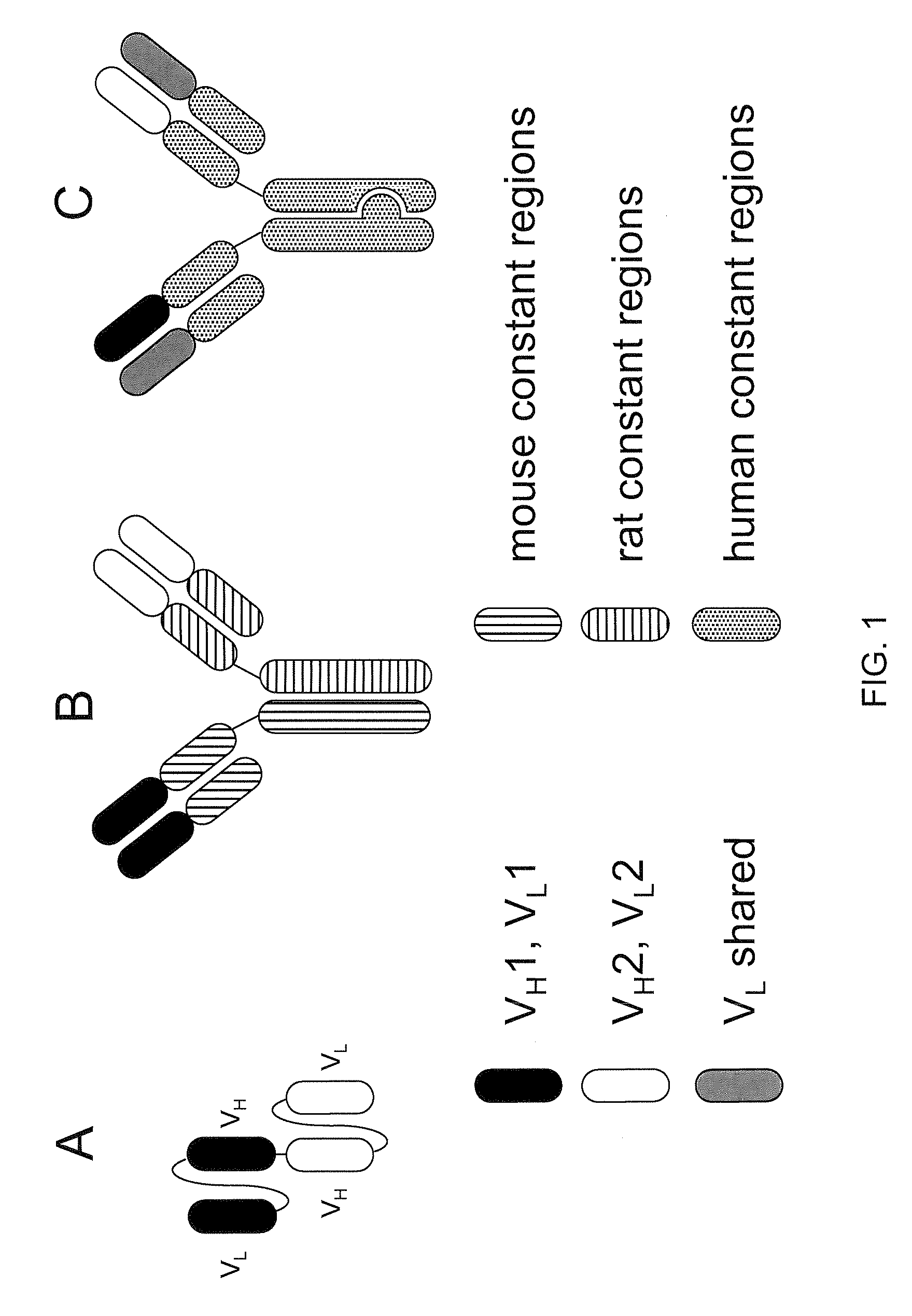 Readily Isolated Bispecific Antibodies with Native Immunoglobulin Format