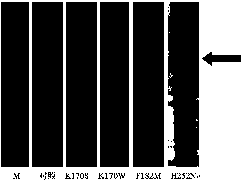 A kind of c-type β-glucosidase mutant and its expression plasmid and recombinant bacteria