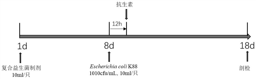 A compound probiotic preparation for preventing and treating piglet diarrhea and its preparation method and application