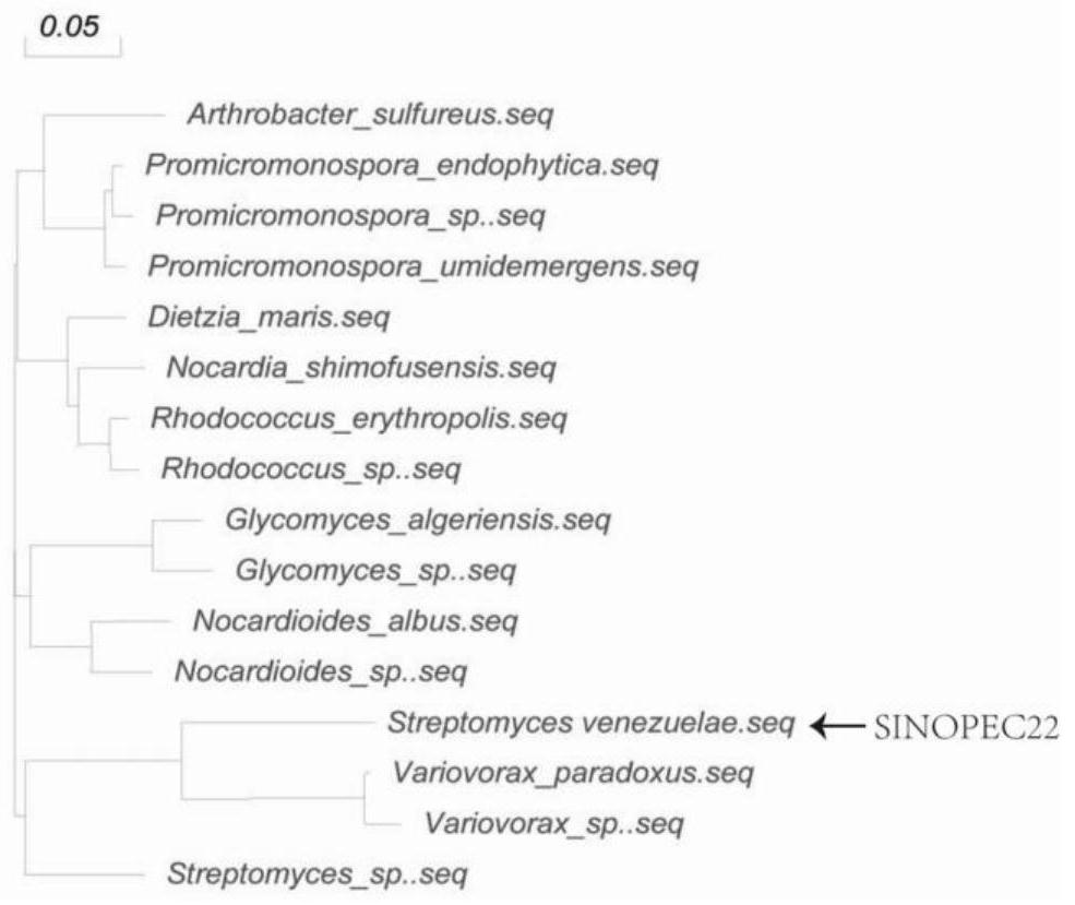 A kind of Streptomyces venezuela and its identification method and application