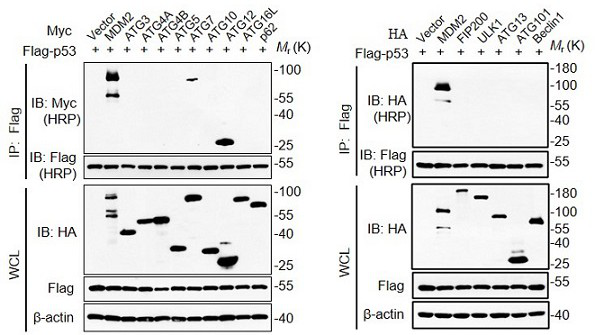 Application of promoting ATG5-ATG12 conjugation to enhance cell autophagy by removing wild type p53 protein