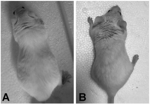 Preparation method of newborn bovine bone marrow zymolyte health product tablet for promoting organism hematopoiesis and enhancing immunity