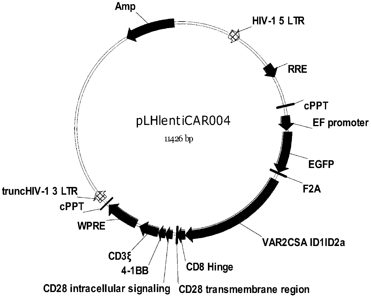 A chimeric antigen receptor against placenta-like chondroitin sulfate and its application