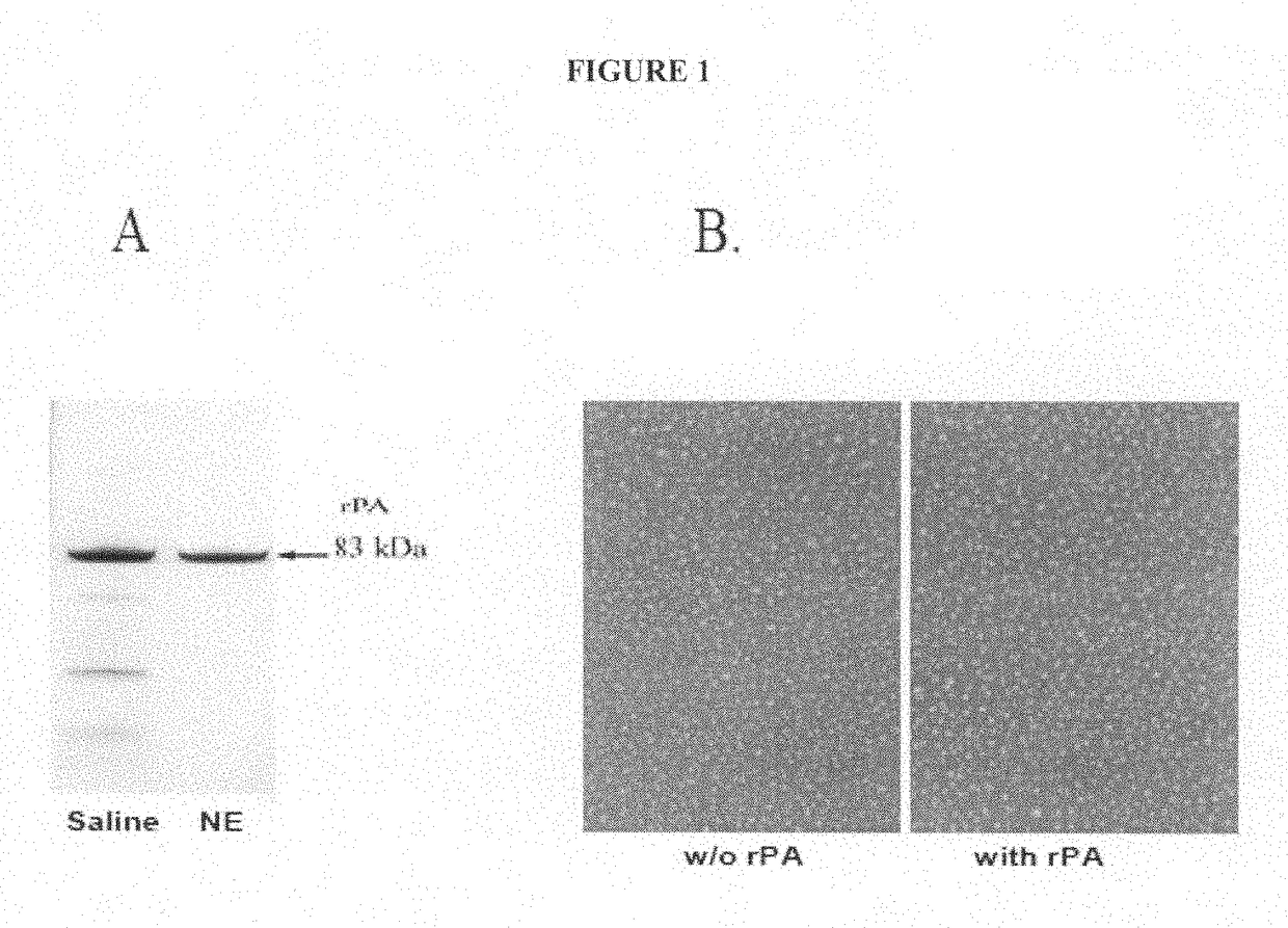 Compositions and methods for <i>Bacillus anthracis </i>vaccination