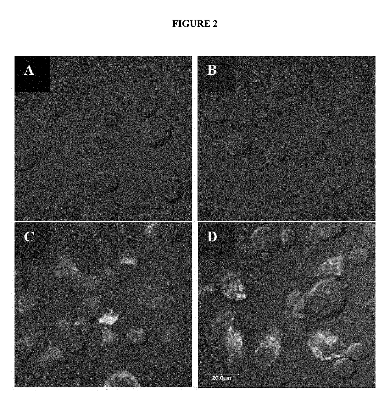 Compositions and methods for <i>Bacillus anthracis </i>vaccination