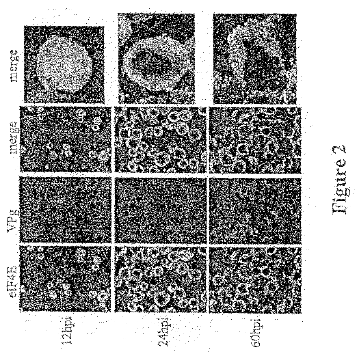 Cell-proliferation inhibiting VPg proteins, fragments or analogs thereof and their applications