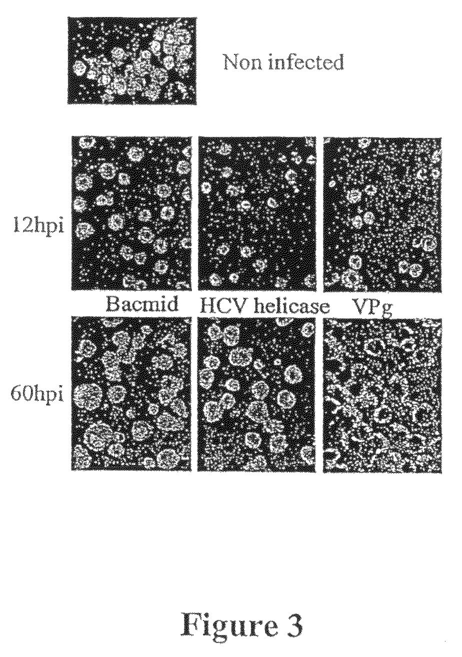 Cell-proliferation inhibiting VPg proteins, fragments or analogs thereof and their applications