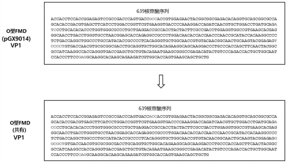 Foot and mouth disease virus vaccine composition