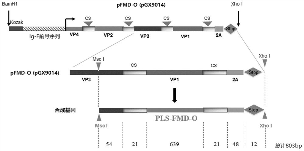 Foot and mouth disease virus vaccine composition