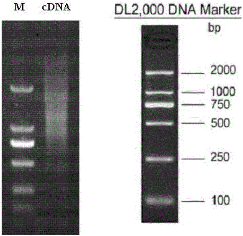 Zizania latifolia complementary deoxyribonucleic acid (cDNA) library construction method