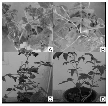 Method for cultivating anti-TYLCV (Tomato Yellow Leaf Curl Virus) tomato plant by using RNAi technology