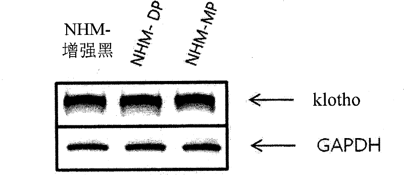 Detection kit for skin-active ingredients and method for detecting skin-active ingredients by using the same